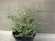 Myrta - Myrtus communis variegata