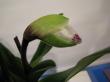 paphiopedillum americana hybrid