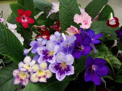 Gesneriaceae and begoniaceae