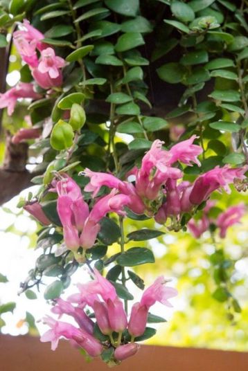 aeschynanthus chionanthus "thai pink"