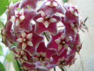 Hoya pubicalyx "silver pink"