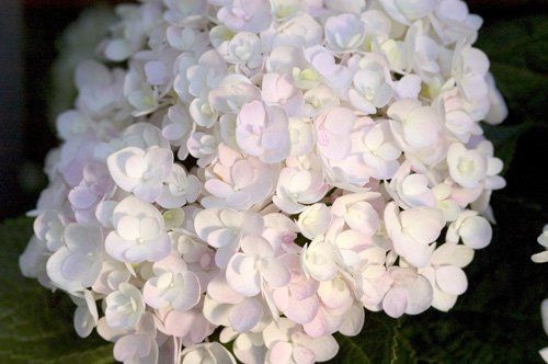 Hydrangea macr. "endless summer - blushing bride" - hortenzie