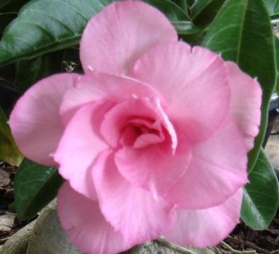 Adenium obesum "pratuma" - pouštní růže