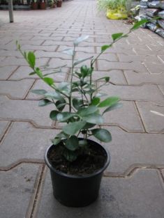 murraya paniculata -pomeračový jasmín, murája