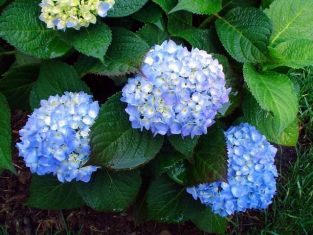 hydrangea macrophylla "endless summer" - modrá / růžová