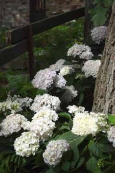 hydrangea macr. "endless summer - blushing bride" - hortenzie