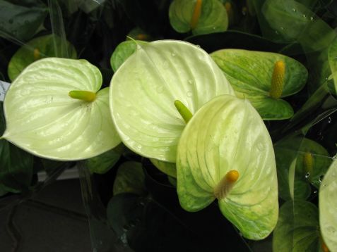 Anthurium andreanum "vanilla"