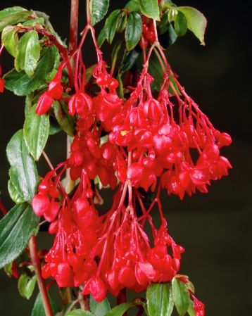 Fuchsioides red begonia