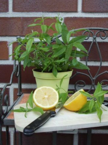Lippia citrodora ( aloysia ) - citrónová verbena, yerba maté