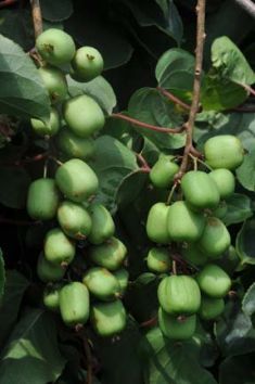 Actinidia arguta "geneva" - kiwi