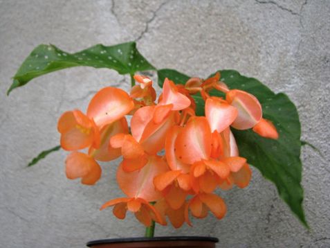 begonia orange rubra