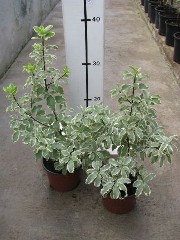 pittosporum tenuifolium " variegatum"
