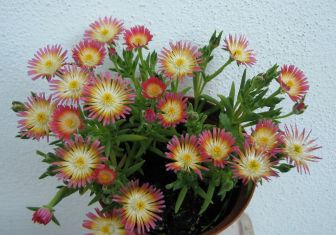 Delospermum "eye candy"