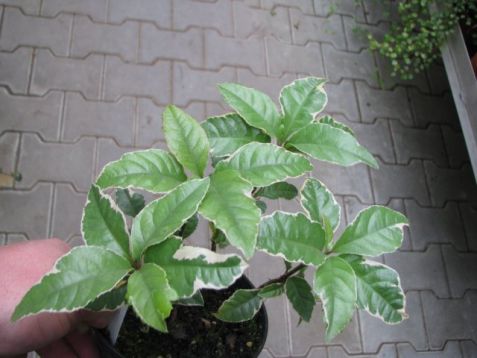 Ardisia japonica variegata