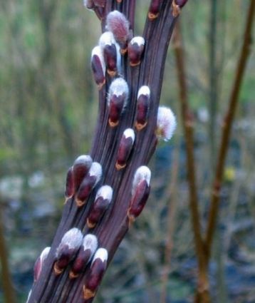 Salix udensis "sekka bandwilg" - vrba s fasciací
