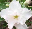 Adenium obesum "white angel" - pouštní růže