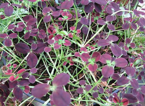 trifolium repens "bordeaux" - jetel plazivý barevný