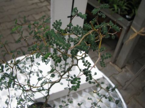 Sophora japonica "little baby" - sofora