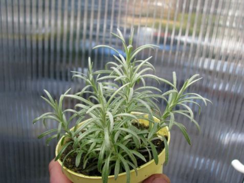 Helichrysum italicum - smil italský, magi