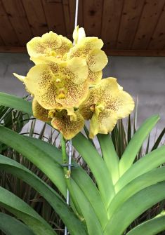 vanda hybrid yellow