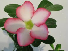 adenium obesum