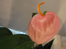 anthurium scherzerianum