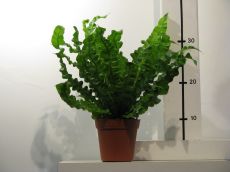 asplenium nidus "crispy"