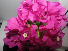 bougainvillea