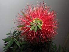 callistemon