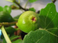 ficus carica