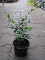 murraya paniculata