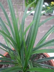 pandanus dwarf