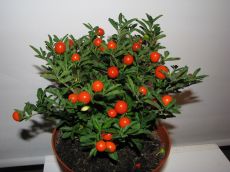 solanum pseudocapsicum