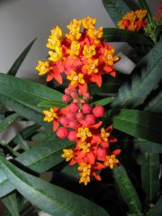 asclepias