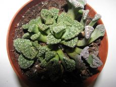 titanopsis