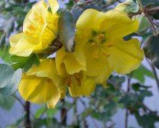 fremontodendron