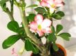 adenium obesum