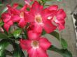 adenium ob. "scarlet pink "