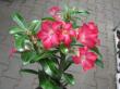 adenium obesum "scarlet pink"