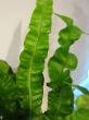 asplenium nidus "crispy"