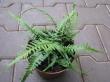 asplenium ebenoides "dragon´s tail "