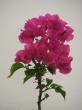 bougainvillea