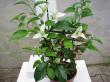 bougainvillea