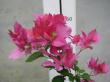 bougainvillea