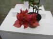 bougainvillea