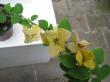 bougainvillea