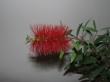 callistemon