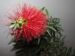 callistemon