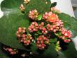 kalanchoe blossfeldiana