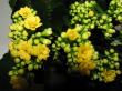 kalanchoe blossfeldiana